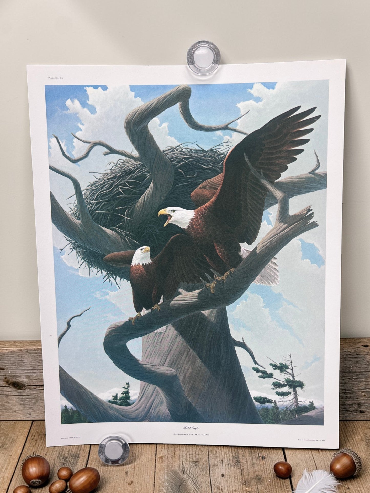 Art & Collectibles > Prints > Lithographs - 4 Richard Sloan Bird Prints (11x14) Bird of Prey Wildlife Art, Eagle Hawk Falc...