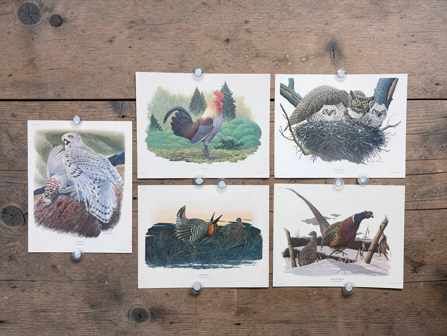 Art & Collectibles > Prints > Lithographs - 5 Richard Sloan Bird Prints (11x14) Woodland Wildlife Art Chicken Owl Pheasant...