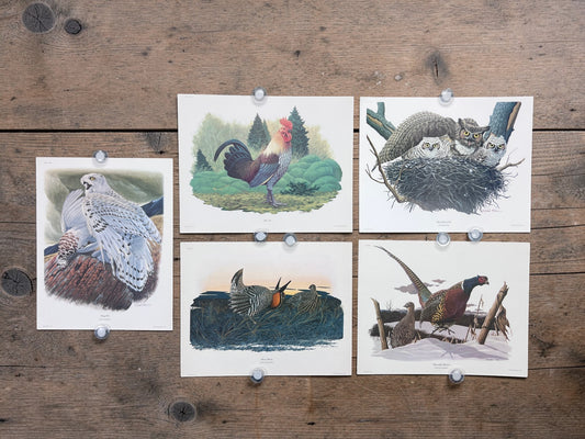 Art & Collectibles > Prints > Lithographs - 5 Richard Sloan Bird Prints (11x14) Woodland Wildlife Art Chicken Owl Pheasant...