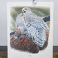Art & Collectibles > Prints > Lithographs - 5 Richard Sloan Bird Prints (11x14) Woodland Wildlife Art Chicken Owl Pheasant...