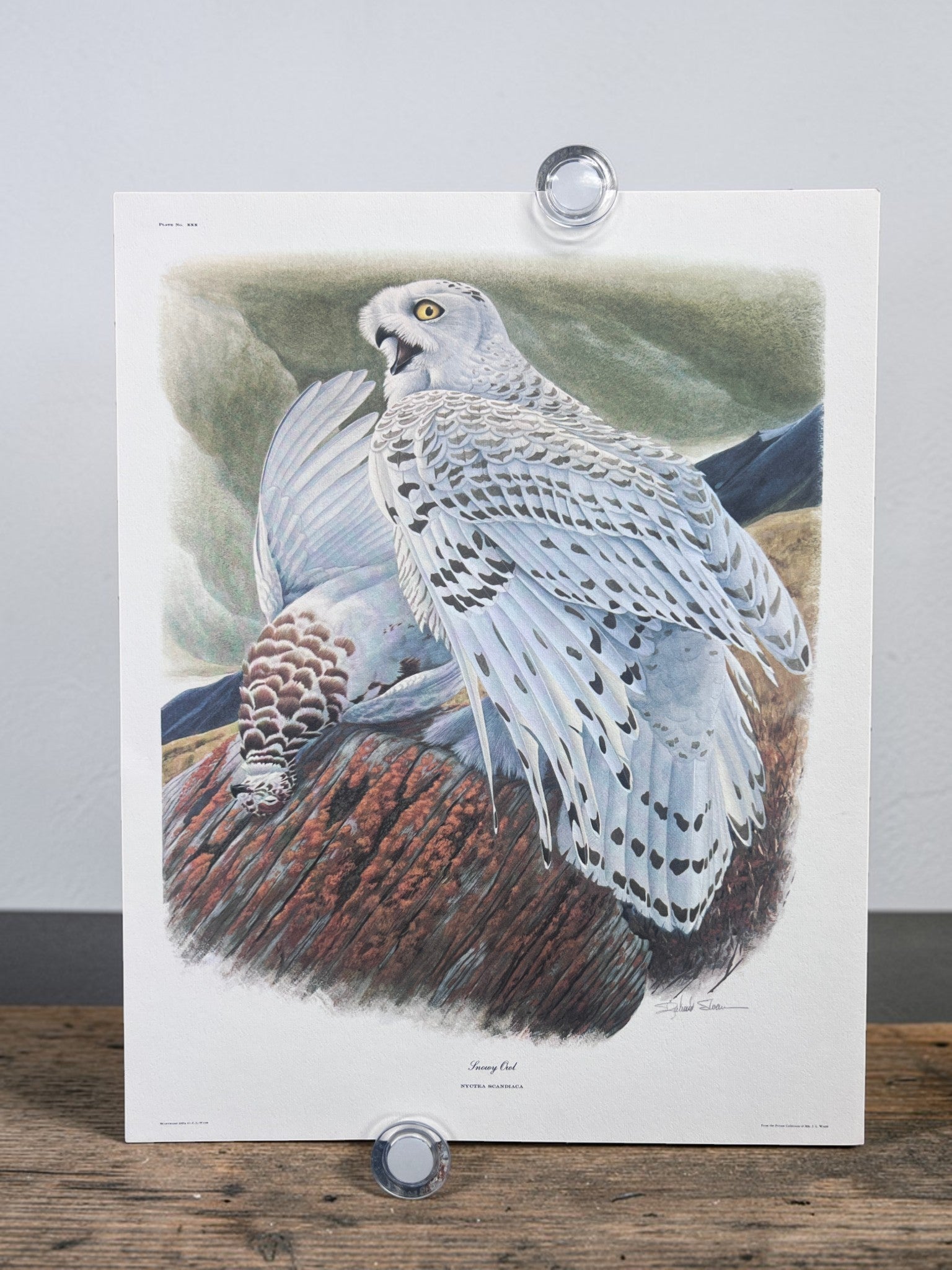 Art & Collectibles > Prints > Lithographs - 5 Richard Sloan Bird Prints (11x14) Woodland Wildlife Art Chicken Owl Pheasant...