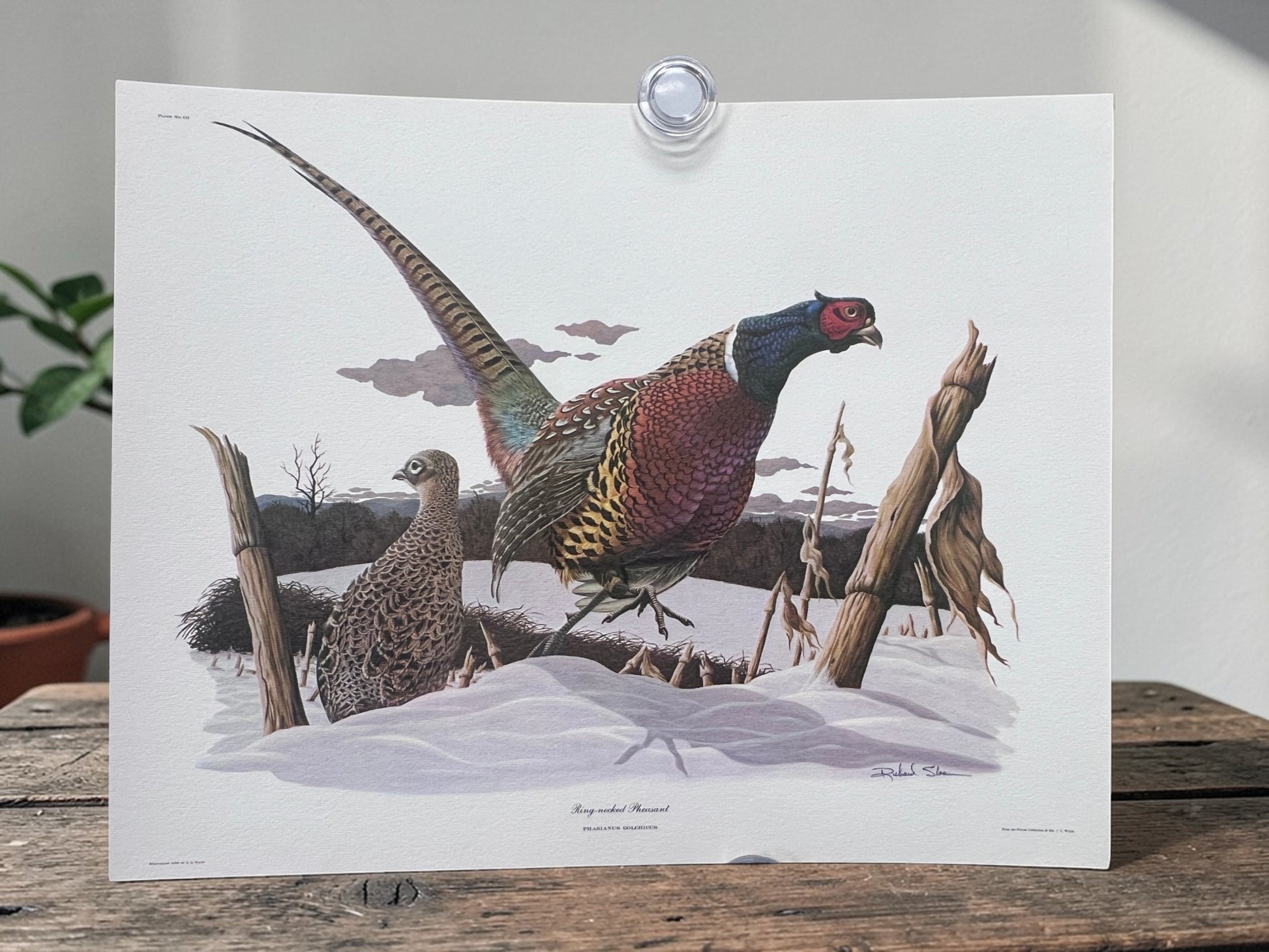 Art & Collectibles > Prints > Lithographs - 5 Richard Sloan Bird Prints (11x14) Woodland Wildlife Art Chicken Owl Pheasant...