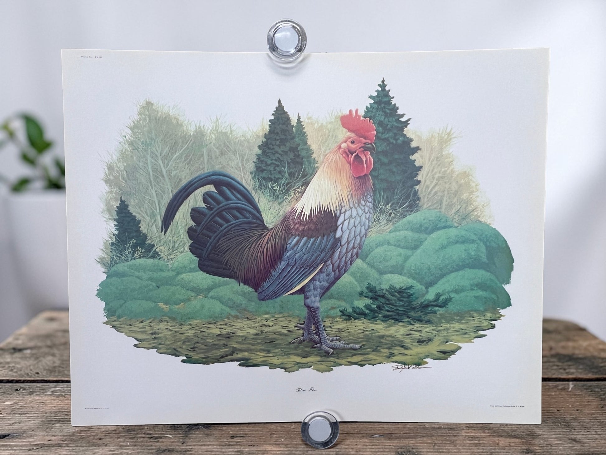 Art & Collectibles > Prints > Lithographs - 5 Richard Sloan Bird Prints (11x14) Woodland Wildlife Art Chicken Owl Pheasant...