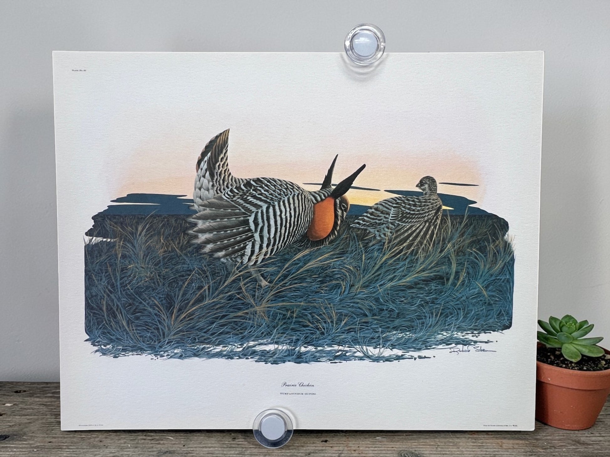Art & Collectibles > Prints > Lithographs - 5 Richard Sloan Bird Prints (11x14) Woodland Wildlife Art Chicken Owl Pheasant...