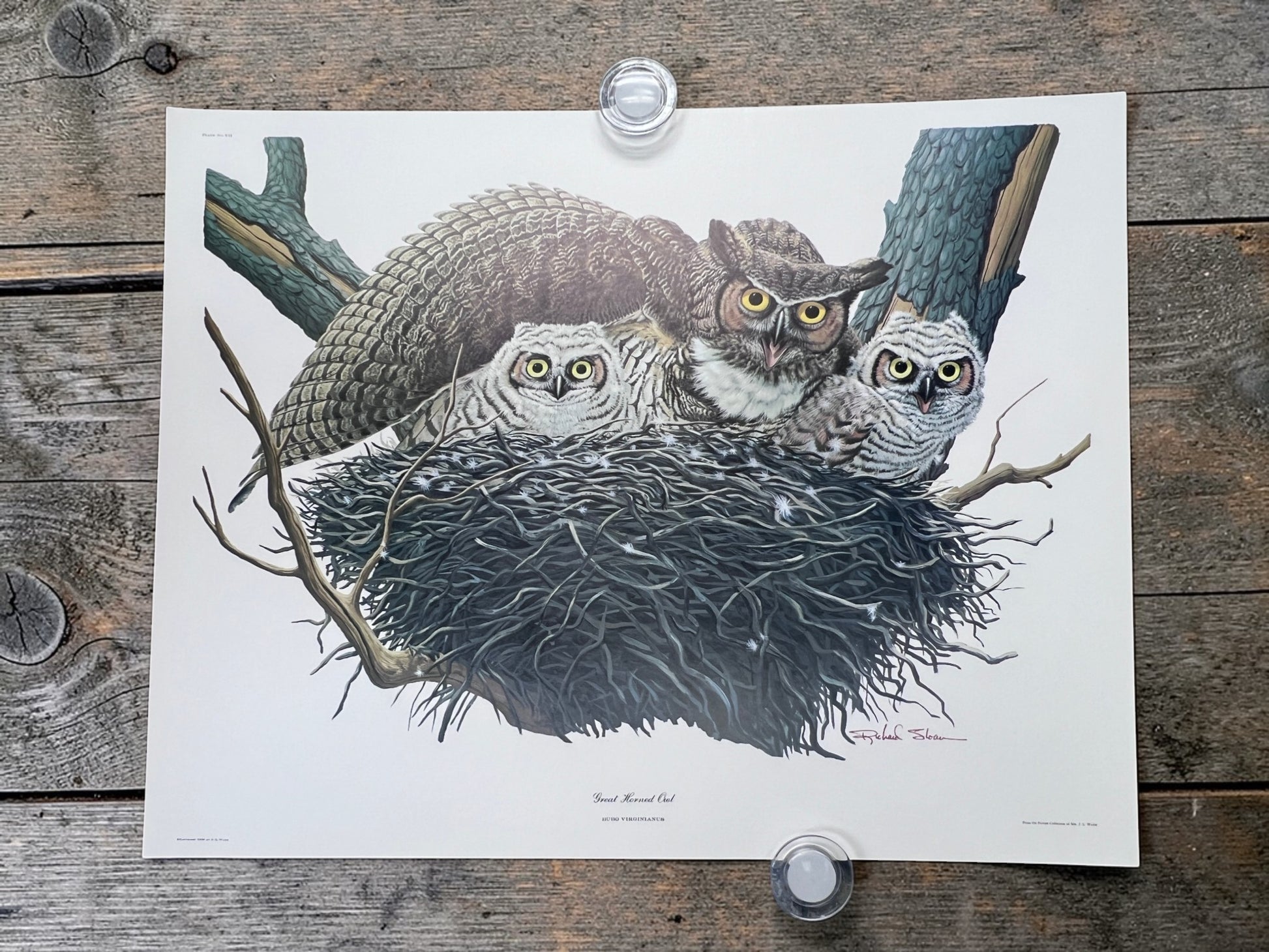 Art & Collectibles > Prints > Lithographs - 5 Richard Sloan Bird Prints (11x14) Woodland Wildlife Art Chicken Owl Pheasant...