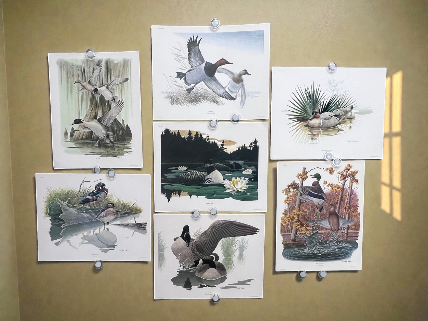 Art & Collectibles > Prints > Lithographs - 7 Richard Sloan Bird Prints (11x14) Waterfowl Wildlife Art, Duck, Goose, Loon...
