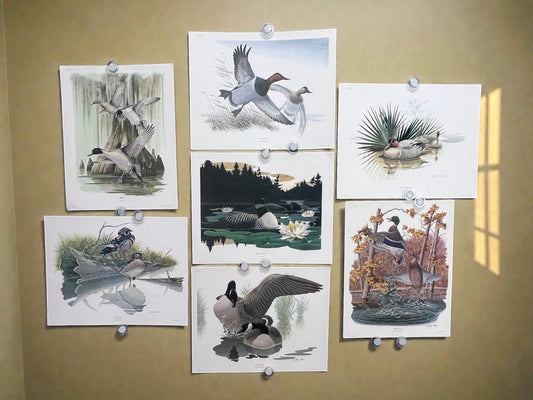 Art & Collectibles > Prints > Lithographs - 7 Richard Sloan Bird Prints (11x14) Waterfowl Wildlife Art, Duck, Goose, Loon...