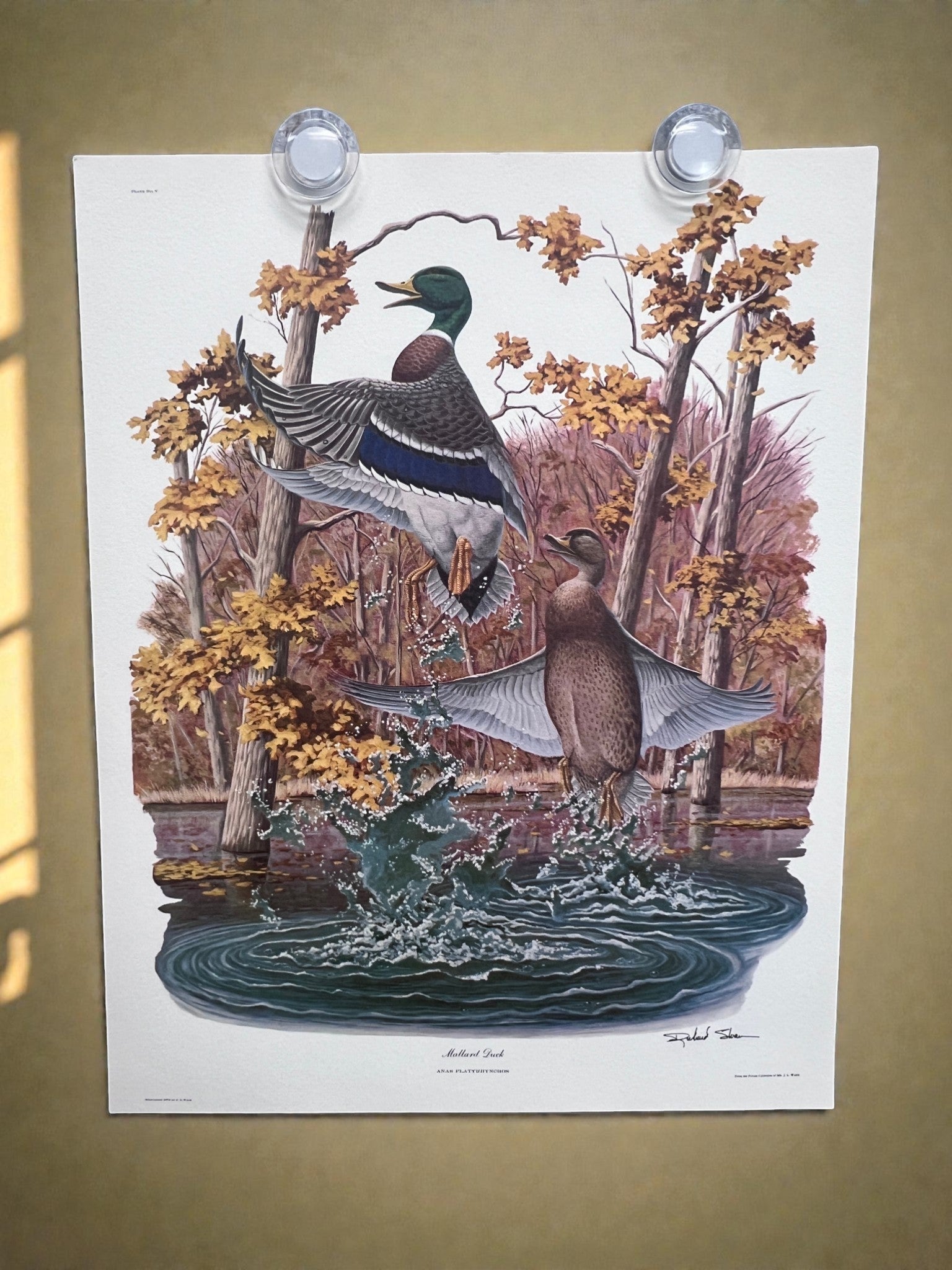 Art & Collectibles > Prints > Lithographs - 7 Richard Sloan Bird Prints (11x14) Waterfowl Wildlife Art, Duck, Goose, Loon...