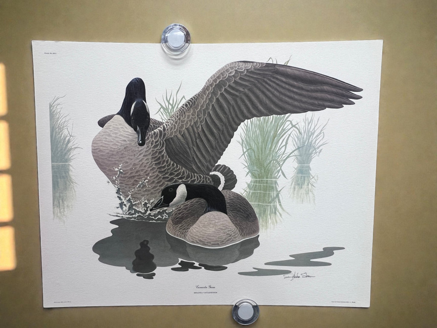 Art & Collectibles > Prints > Lithographs - 7 Richard Sloan Bird Prints (11x14) Waterfowl Wildlife Art, Duck, Goose, Loon...