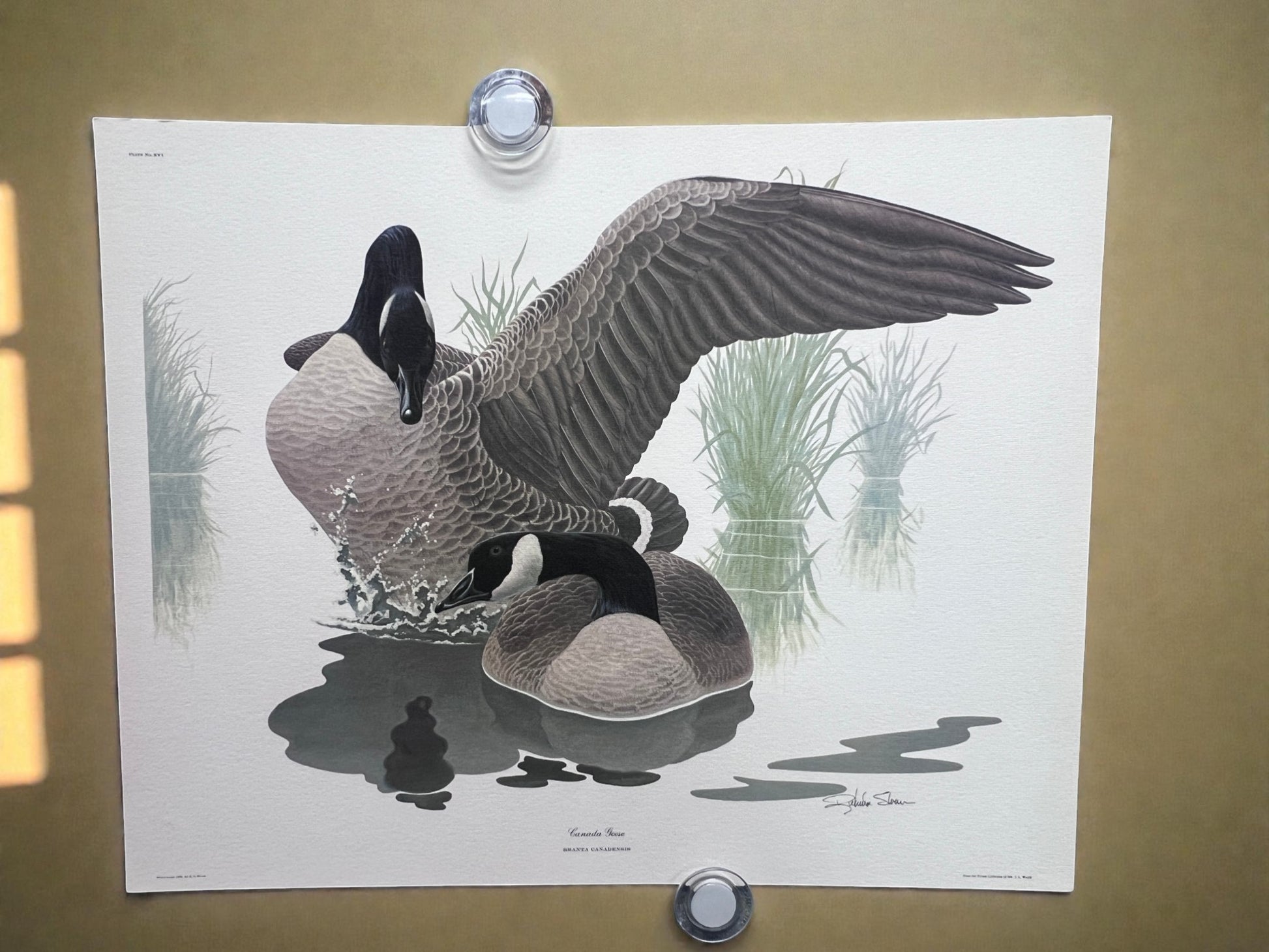 Art & Collectibles > Prints > Lithographs - 7 Richard Sloan Bird Prints (11x14) Waterfowl Wildlife Art, Duck, Goose, Loon...