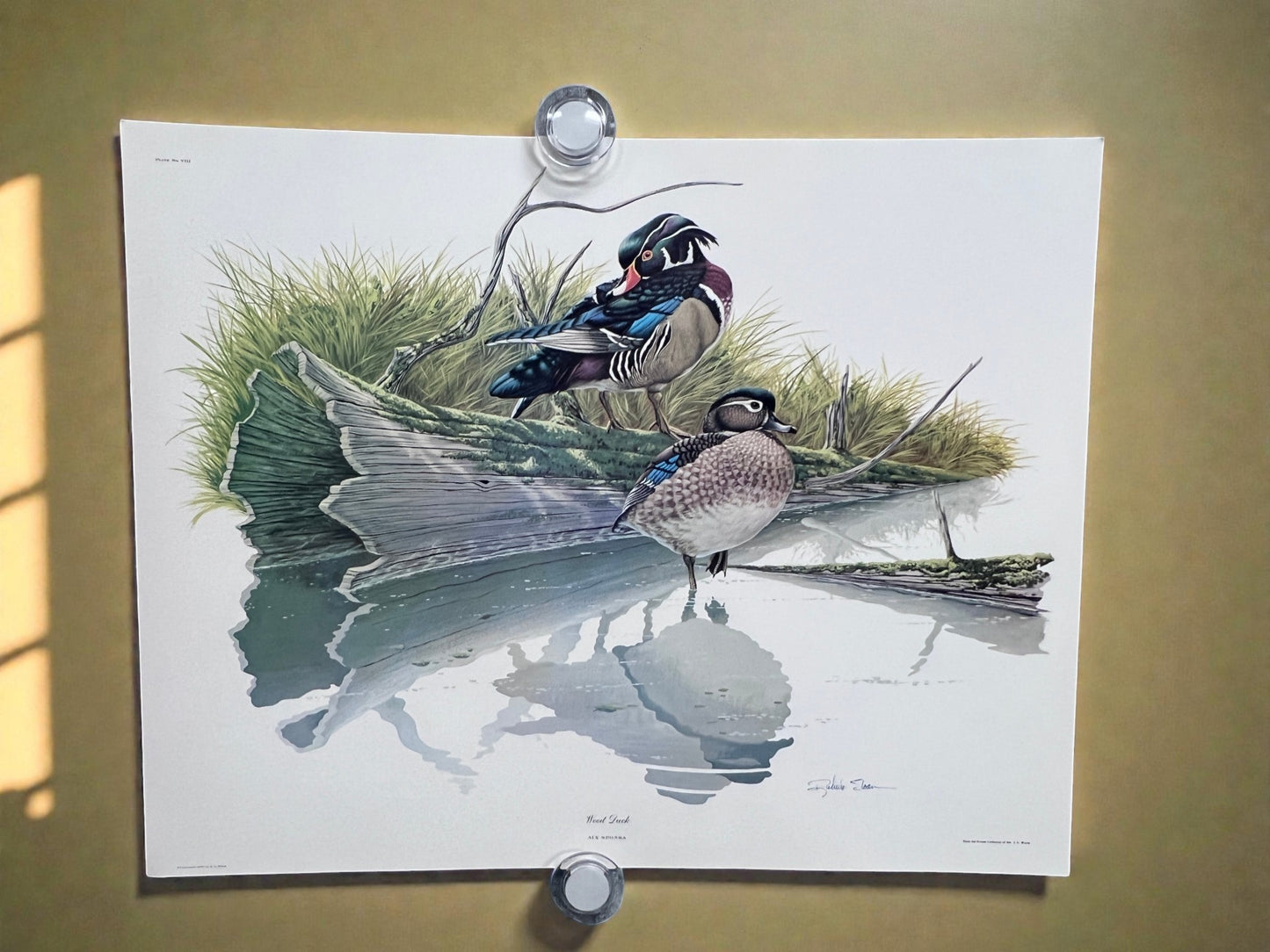 Art & Collectibles > Prints > Lithographs - 7 Richard Sloan Bird Prints (11x14) Waterfowl Wildlife Art, Duck, Goose, Loon...