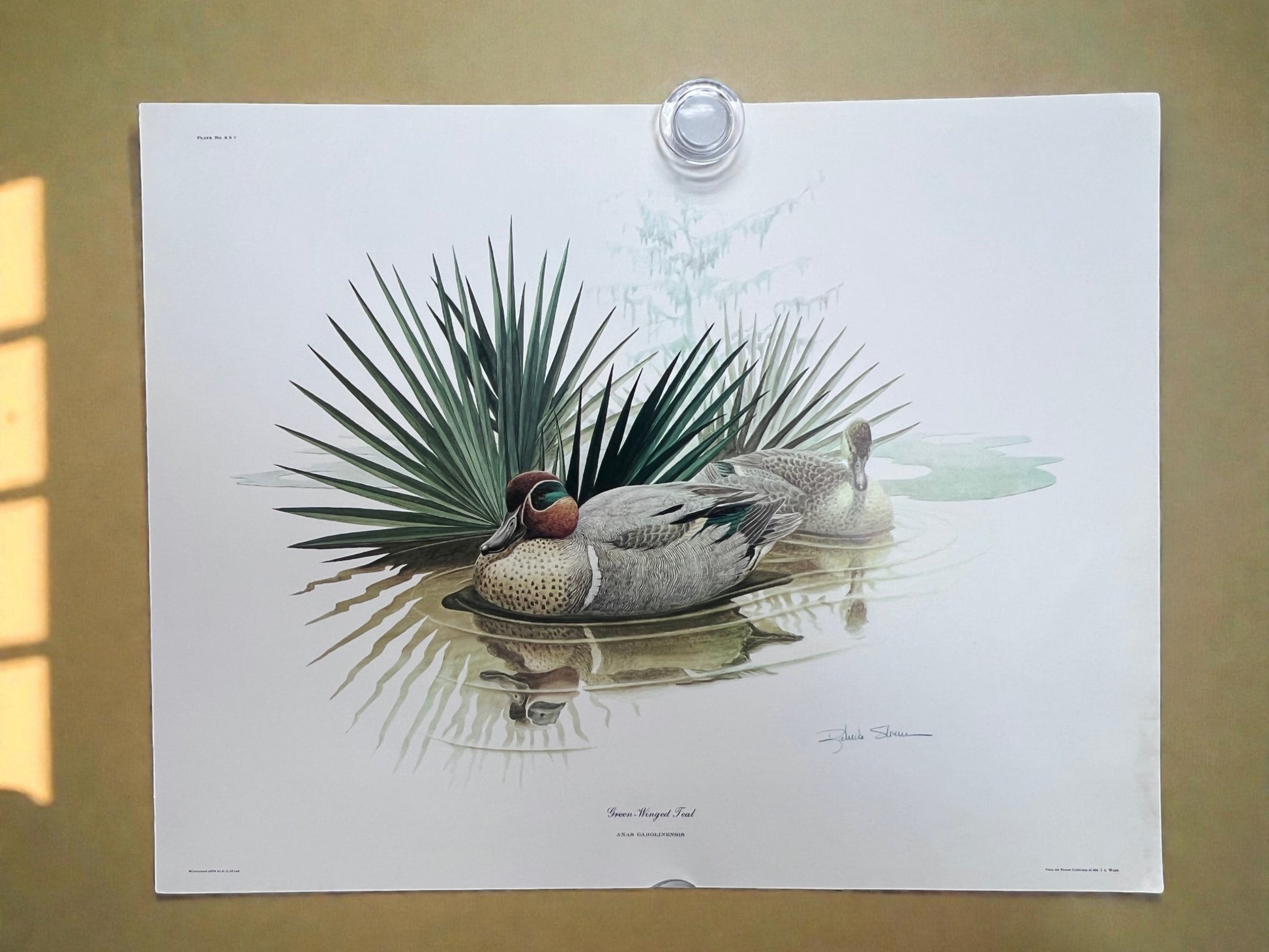 Art & Collectibles > Prints > Lithographs - 7 Richard Sloan Bird Prints (11x14) Waterfowl Wildlife Art, Duck, Goose, Loon...