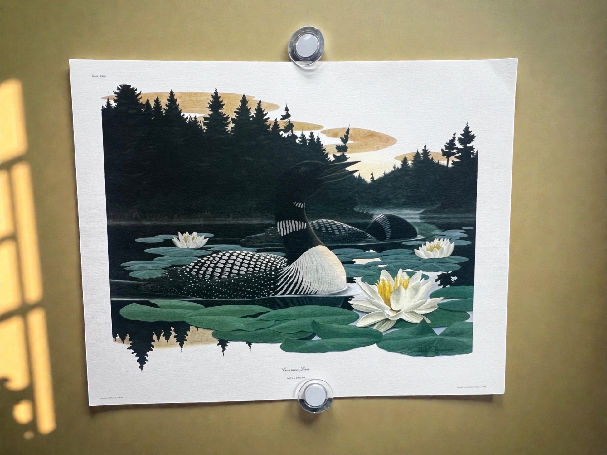 Art & Collectibles > Prints > Lithographs - 7 Richard Sloan Bird Prints (11x14) Waterfowl Wildlife Art, Duck, Goose, Loon...