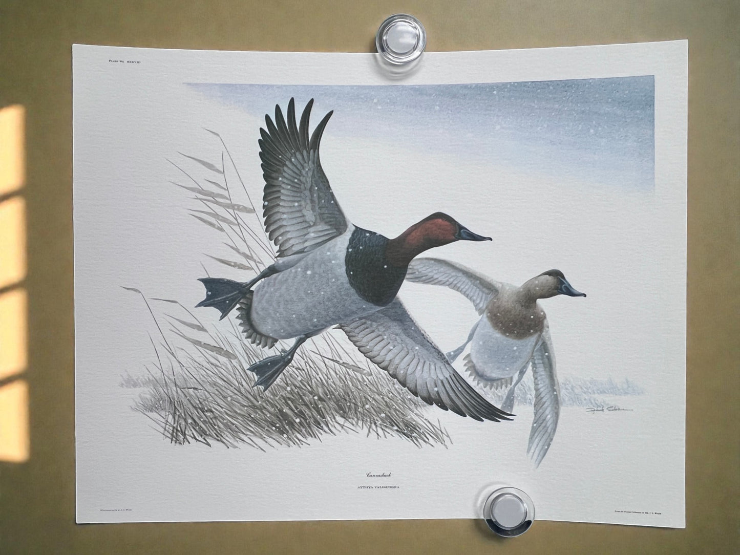 Art & Collectibles > Prints > Lithographs - 7 Richard Sloan Bird Prints (11x14) Waterfowl Wildlife Art, Duck, Goose, Loon...
