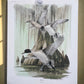 Art & Collectibles > Prints > Lithographs - 7 Richard Sloan Bird Prints (11x14) Waterfowl Wildlife Art, Duck, Goose, Loon...