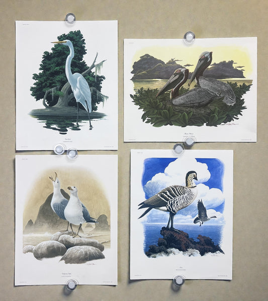 Art & Collectibles > Prints > Lithographs - 4 Richard Sloan Bird Prints (11x14) Waterfowl Coastal Wildlife Art, Gull Pelic...