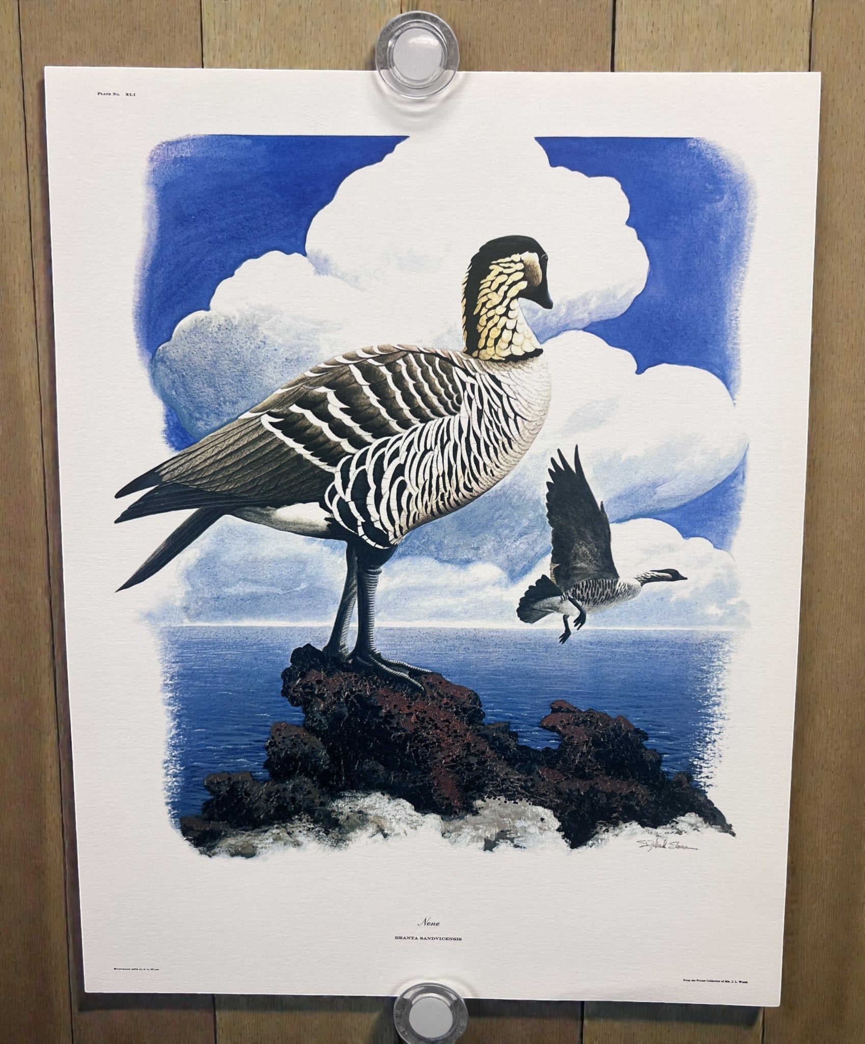 Art & Collectibles > Prints > Lithographs - 4 Richard Sloan Bird Prints (11x14) Waterfowl Coastal Wildlife Art, Gull Pelic...