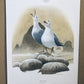 Art & Collectibles > Prints > Lithographs - 4 Richard Sloan Bird Prints (11x14) Waterfowl Coastal Wildlife Art, Gull Pelic...