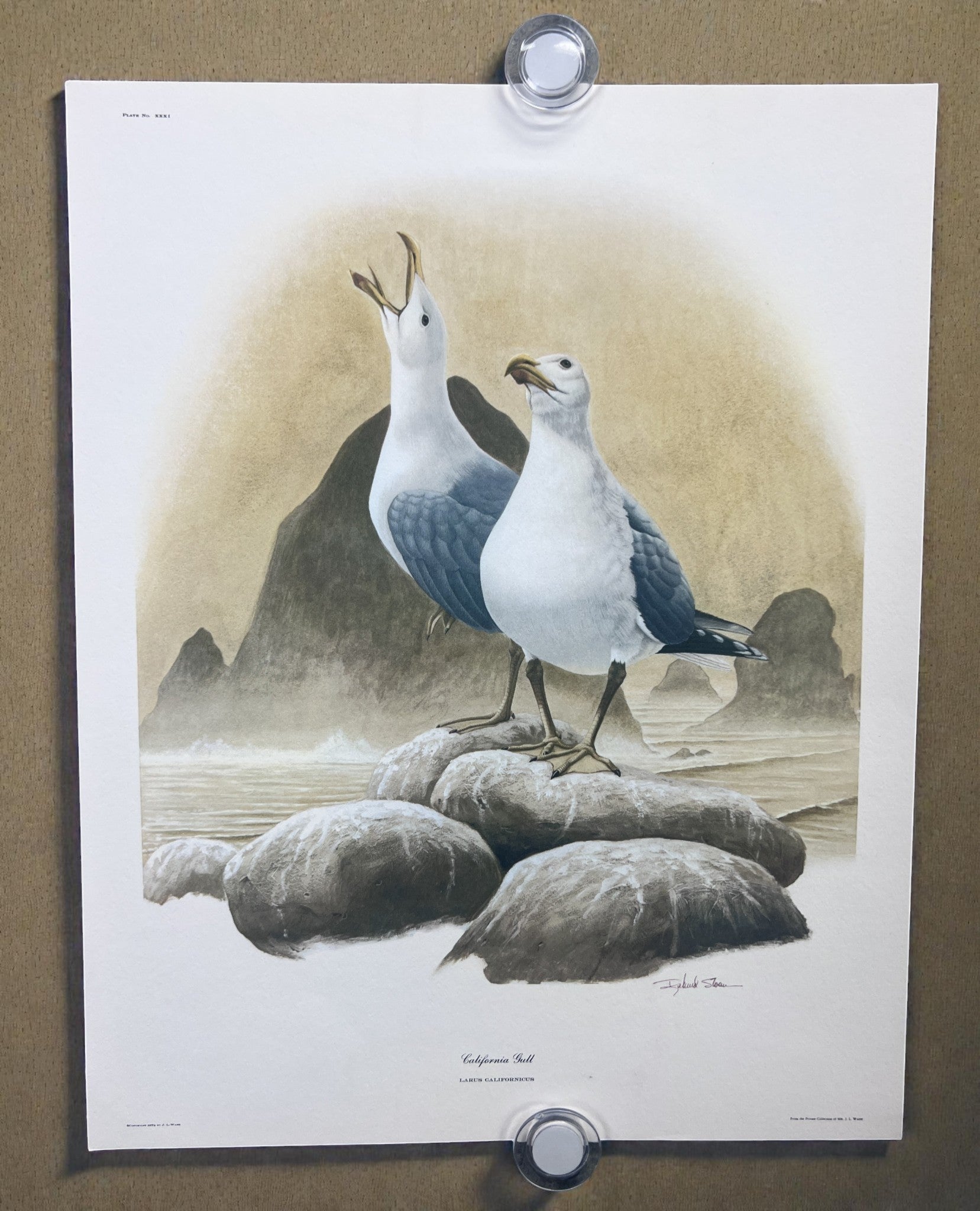 Art & Collectibles > Prints > Lithographs - 4 Richard Sloan Bird Prints (11x14) Waterfowl Coastal Wildlife Art, Gull Pelic...