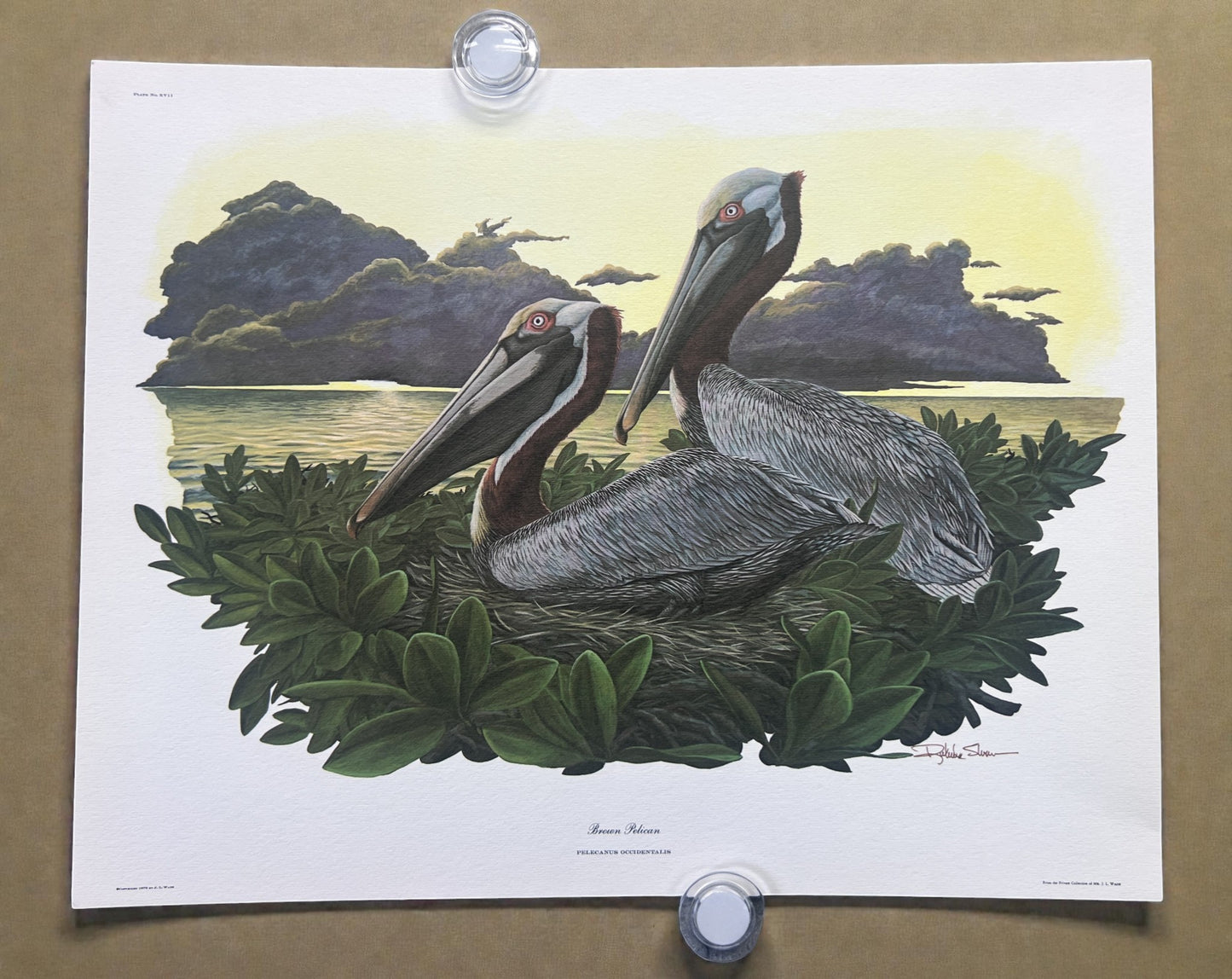 Art & Collectibles > Prints > Lithographs - 4 Richard Sloan Bird Prints (11x14) Waterfowl Coastal Wildlife Art, Gull Pelic...
