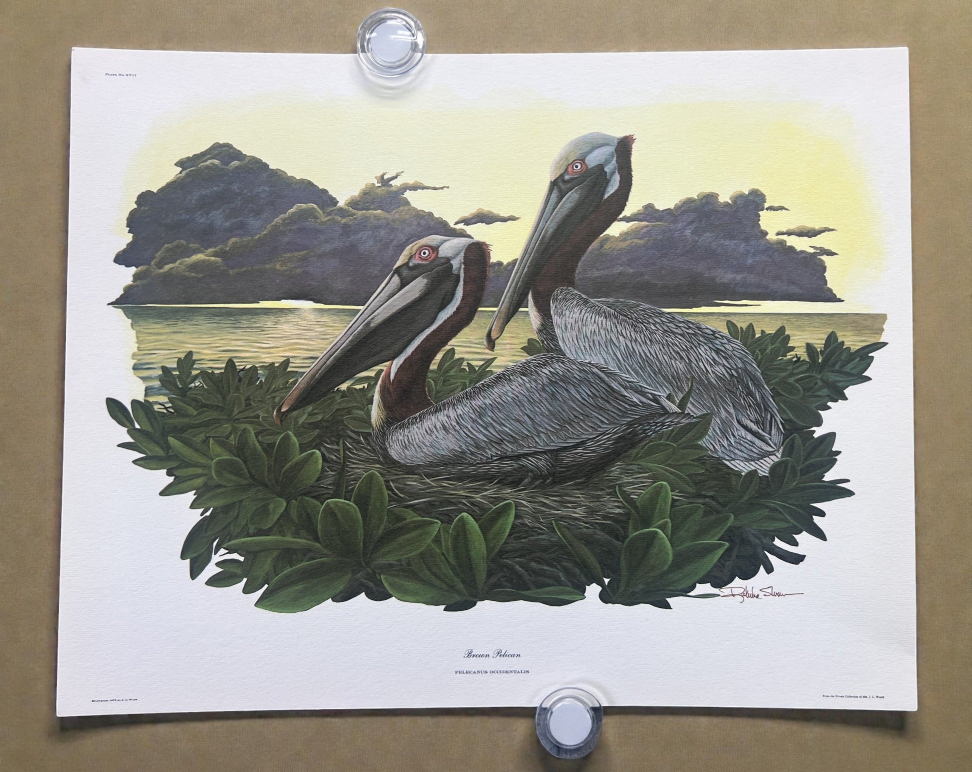 Art & Collectibles > Prints > Lithographs - 4 Richard Sloan Bird Prints (11x14) Waterfowl Coastal Wildlife Art, Gull Pelic...