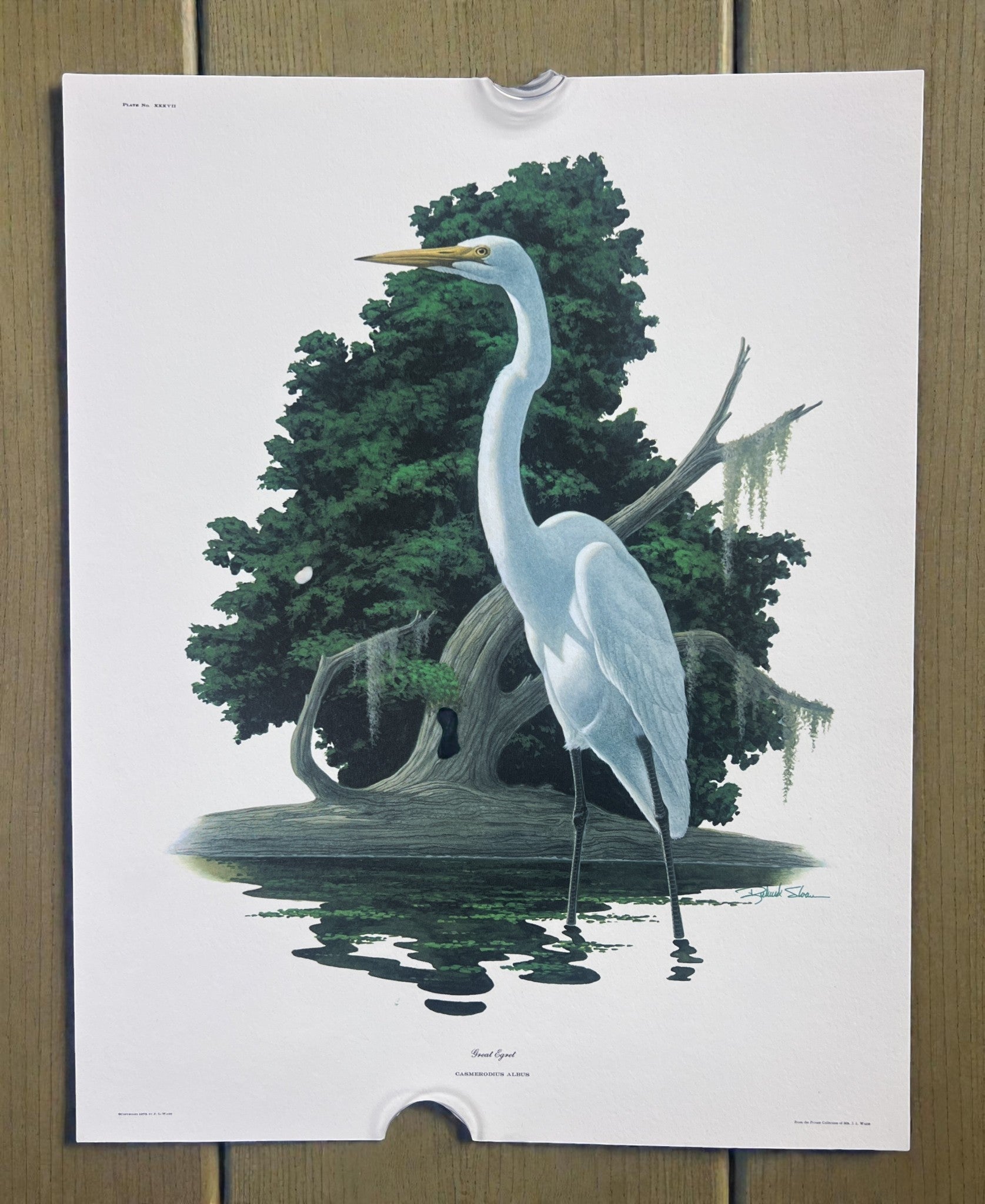 Art & Collectibles > Prints > Lithographs - 4 Richard Sloan Bird Prints (11x14) Waterfowl Coastal Wildlife Art, Gull Pelic...