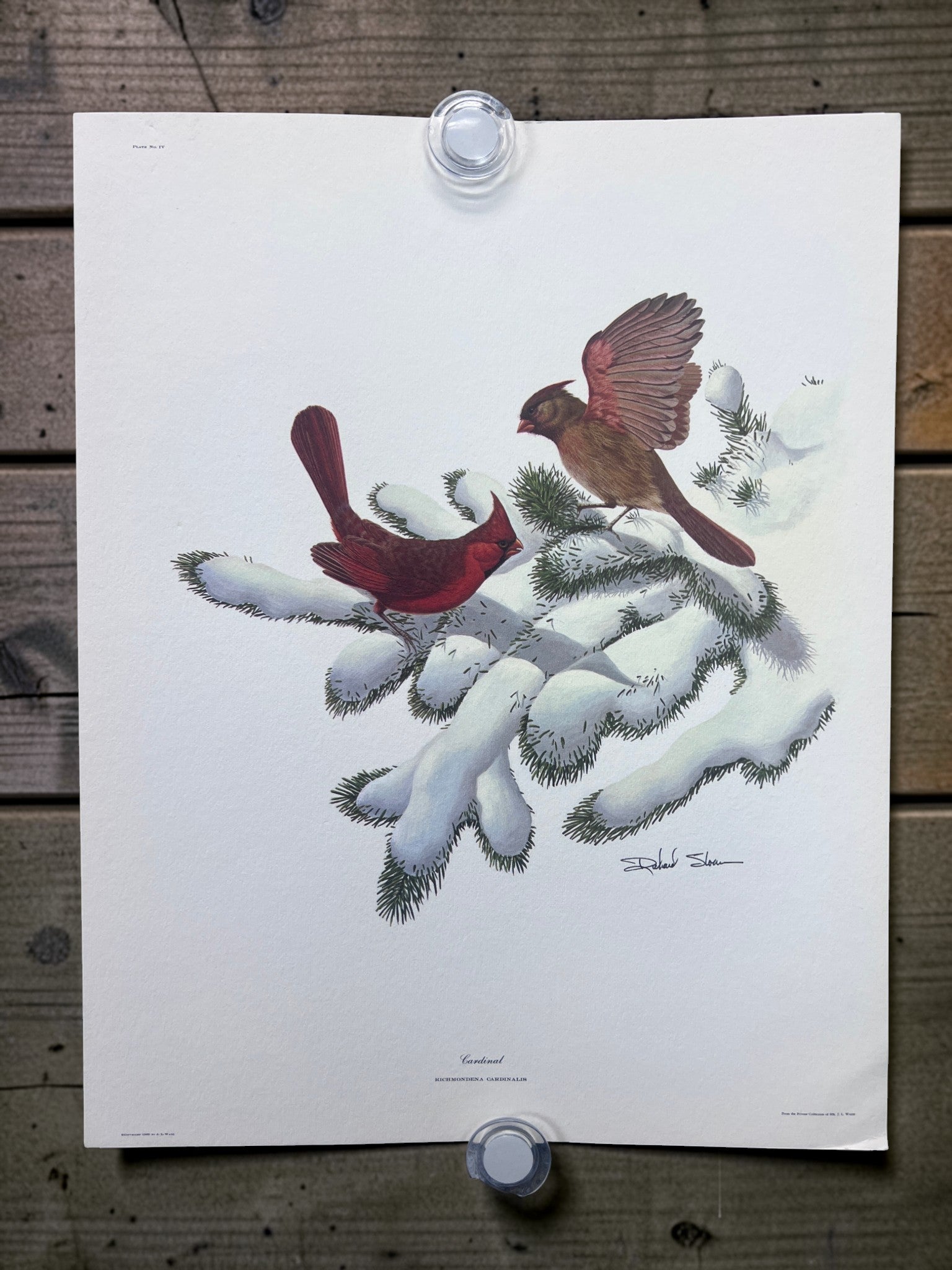 Art & Collectibles > Prints > Lithographs - 4 Richard Sloan Bird Prints (11x14) Wildlife Wall Art, Cardinal, Robin, Bluebi...
