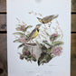 Art & Collectibles > Prints > Lithographs - 5 Richard Sloan Bird Prints (11x14) Wildlife Wall Art, Purple Martin, Oriole b...