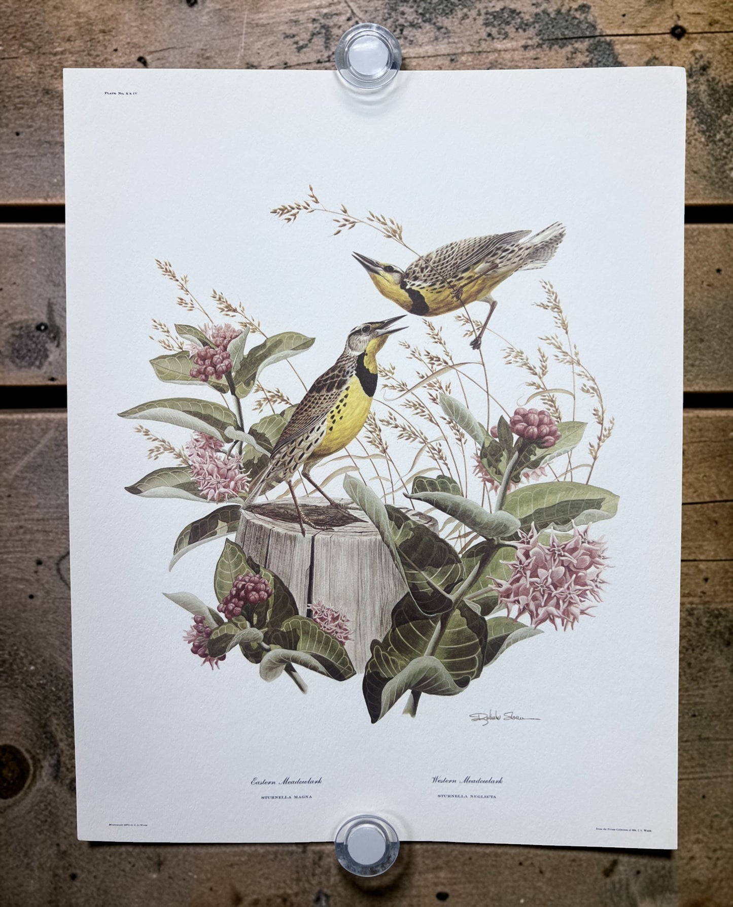 Art & Collectibles > Prints > Lithographs - 5 Richard Sloan Bird Prints (11x14) Wildlife Wall Art, Purple Martin, Oriole b...