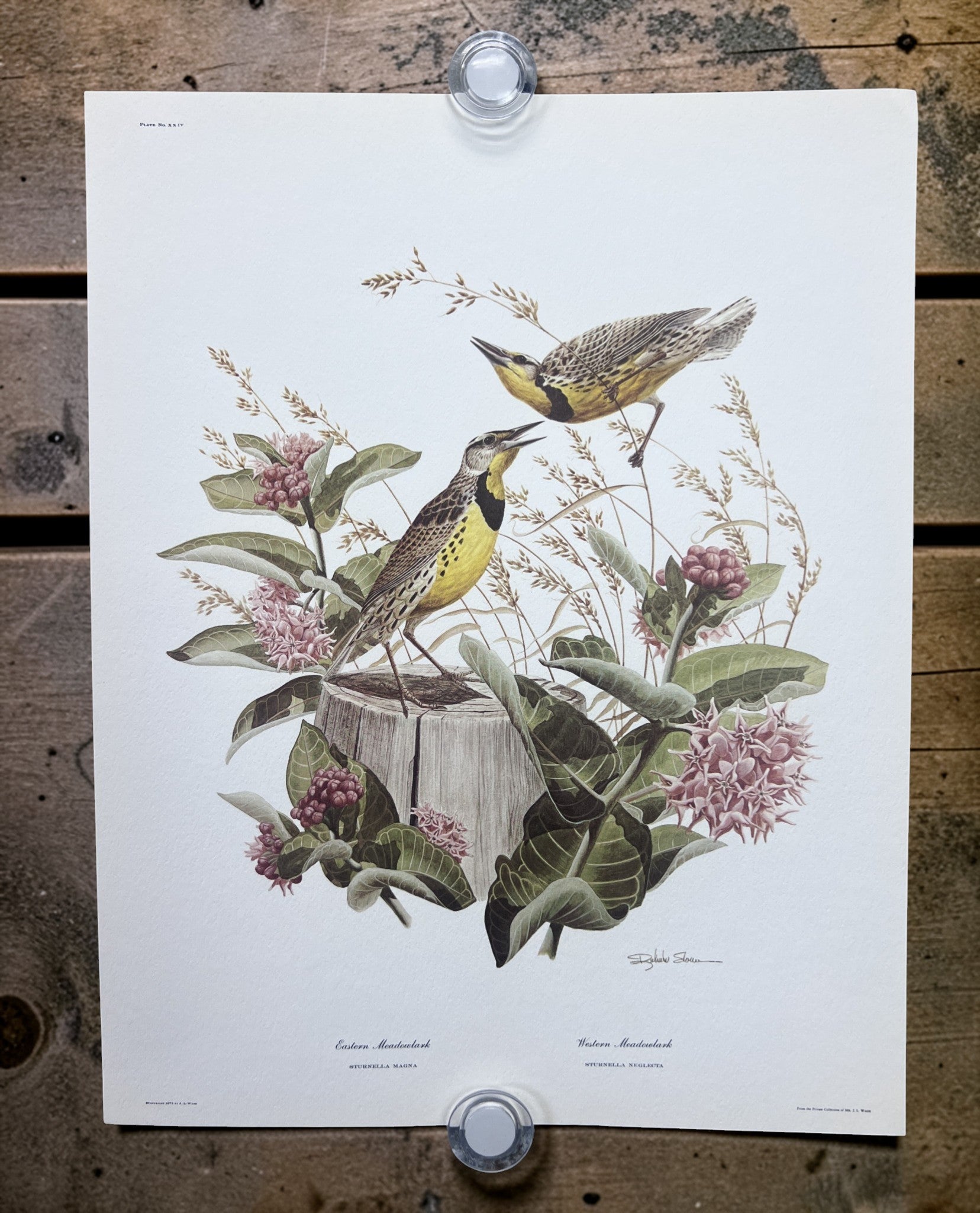 Art & Collectibles > Prints > Lithographs - 5 Richard Sloan Bird Prints (11x14) Wildlife Wall Art, Purple Martin, Oriole b...