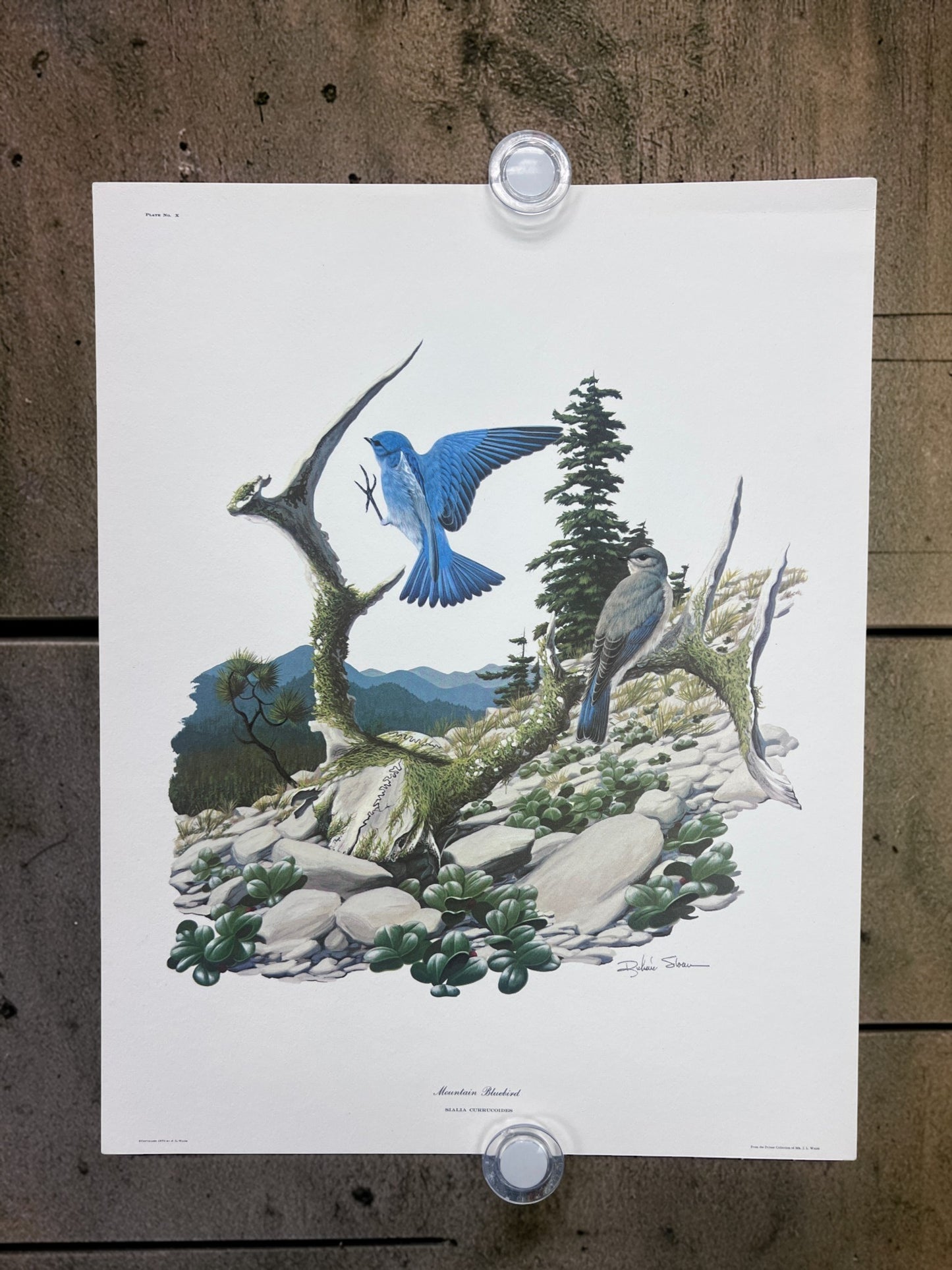 Art & Collectibles > Prints > Lithographs - 5 Richard Sloan Bird Prints (11x14) Wildlife Wall Art, Purple Martin, Oriole b...