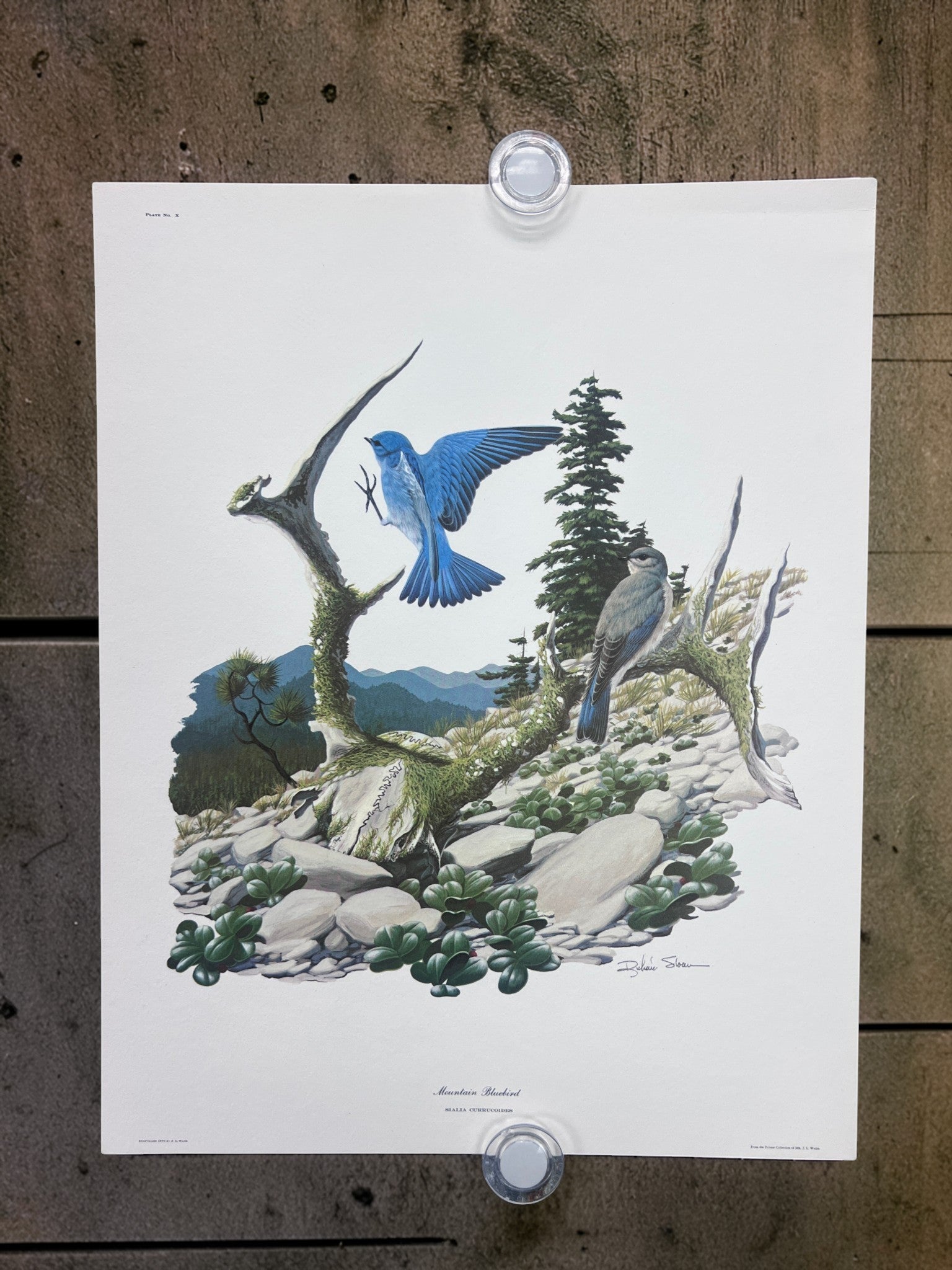 Art & Collectibles > Prints > Lithographs - 5 Richard Sloan Bird Prints (11x14) Wildlife Wall Art, Purple Martin, Oriole b...