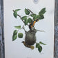 Art & Collectibles > Prints > Lithographs - 5 Richard Sloan Bird Prints (11x14) Wildlife Wall Art, Purple Martin, Oriole b...
