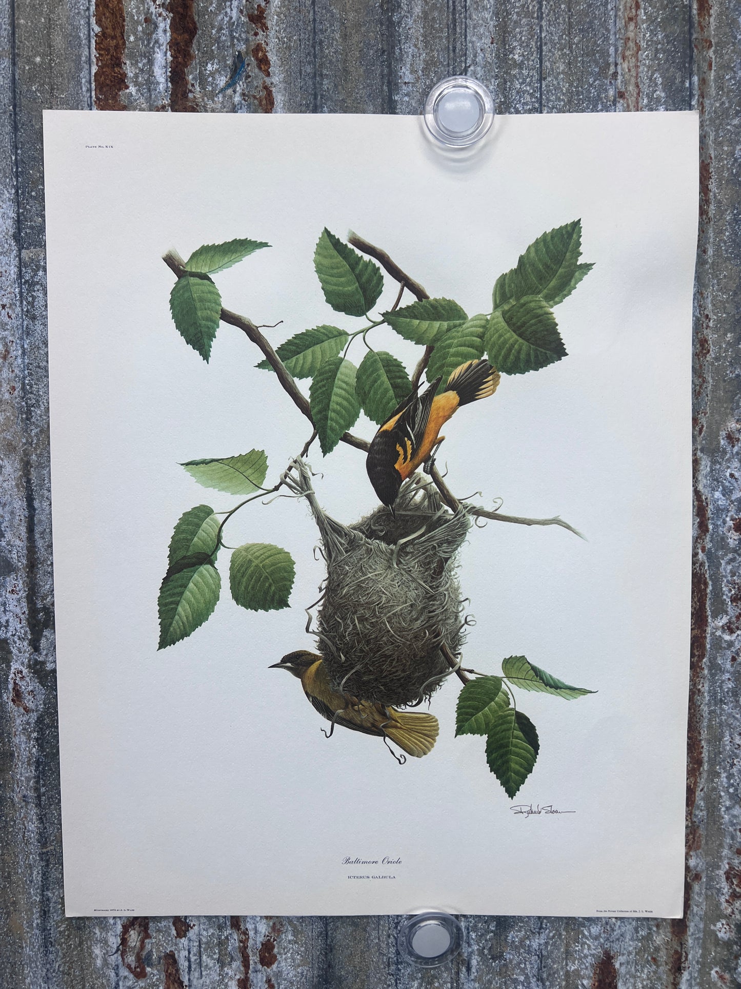 Art & Collectibles > Prints > Lithographs - 5 Richard Sloan Bird Prints (11x14) Wildlife Wall Art, Purple Martin, Oriole b...