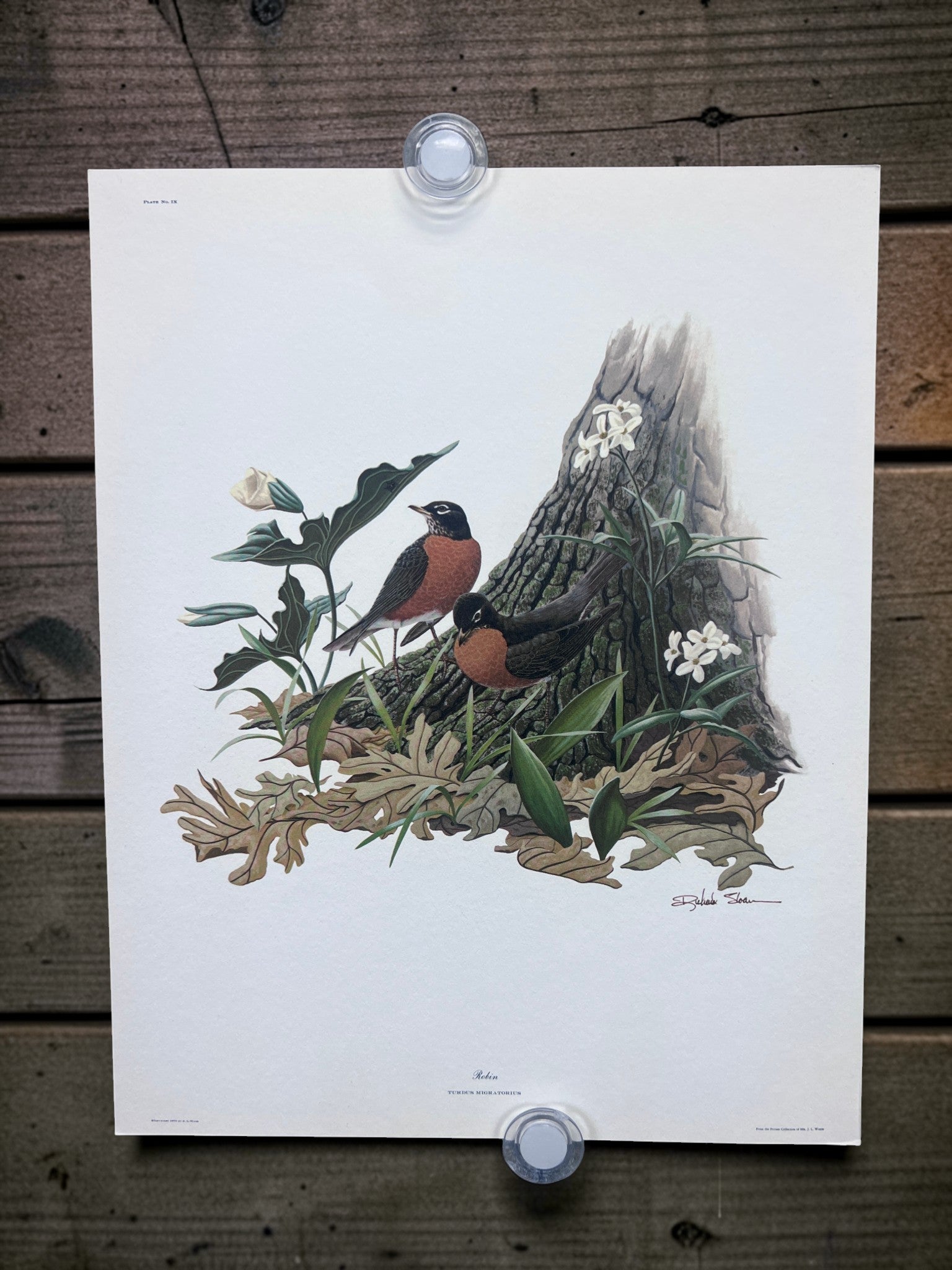 Art & Collectibles > Prints > Lithographs - 4 Richard Sloan Bird Prints (11x14) Wildlife Wall Art, Cardinal, Robin, Bluebi...