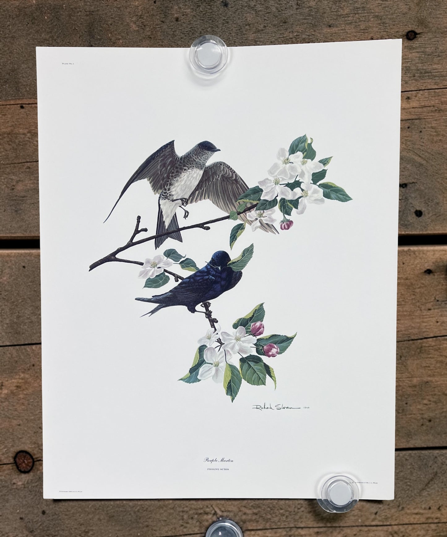 Art & Collectibles > Prints > Lithographs - 5 Richard Sloan Bird Prints (11x14) Wildlife Wall Art, Purple Martin, Oriole b...