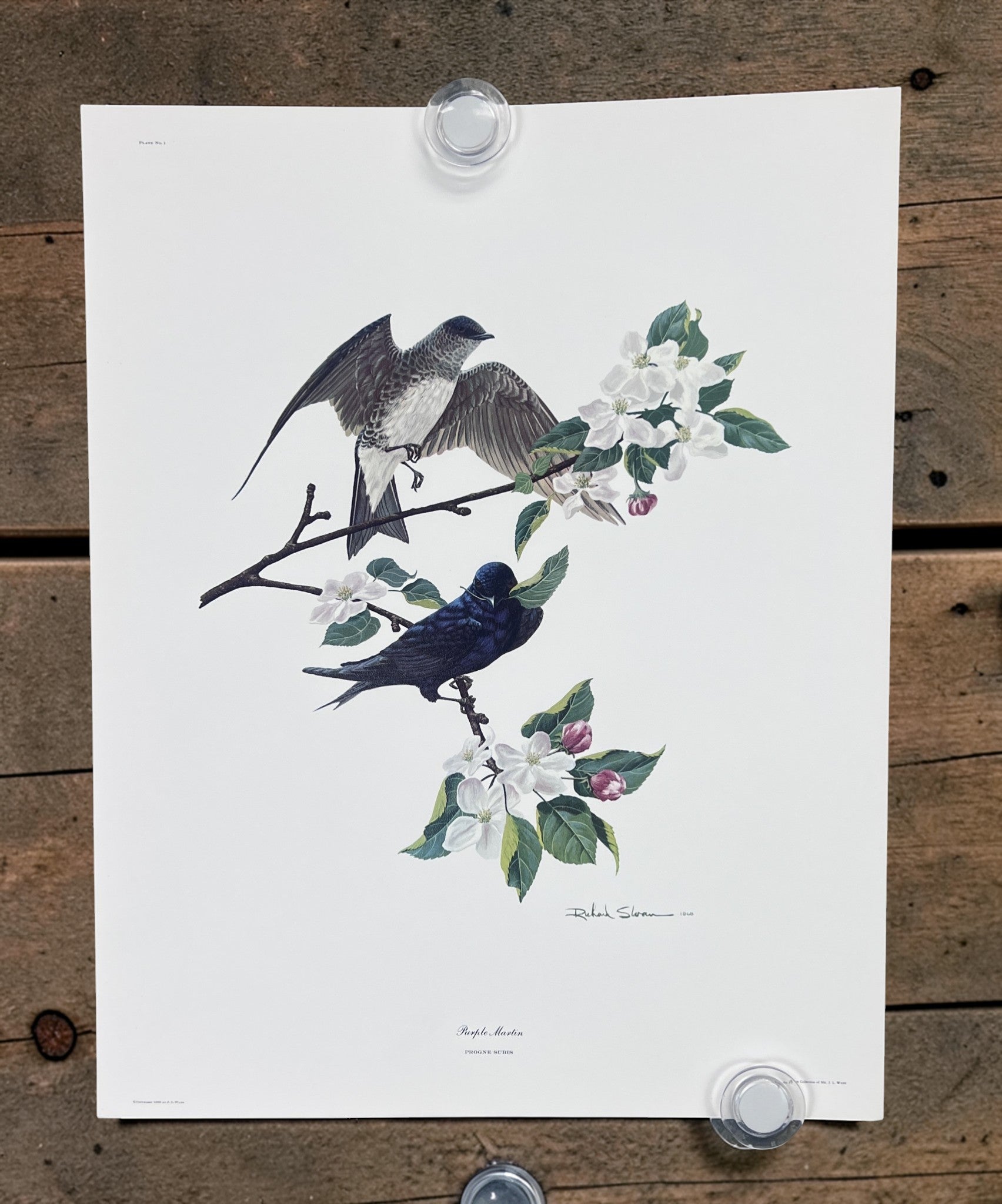 Art & Collectibles > Prints > Lithographs - 5 Richard Sloan Bird Prints (11x14) Wildlife Wall Art, Purple Martin, Oriole b...