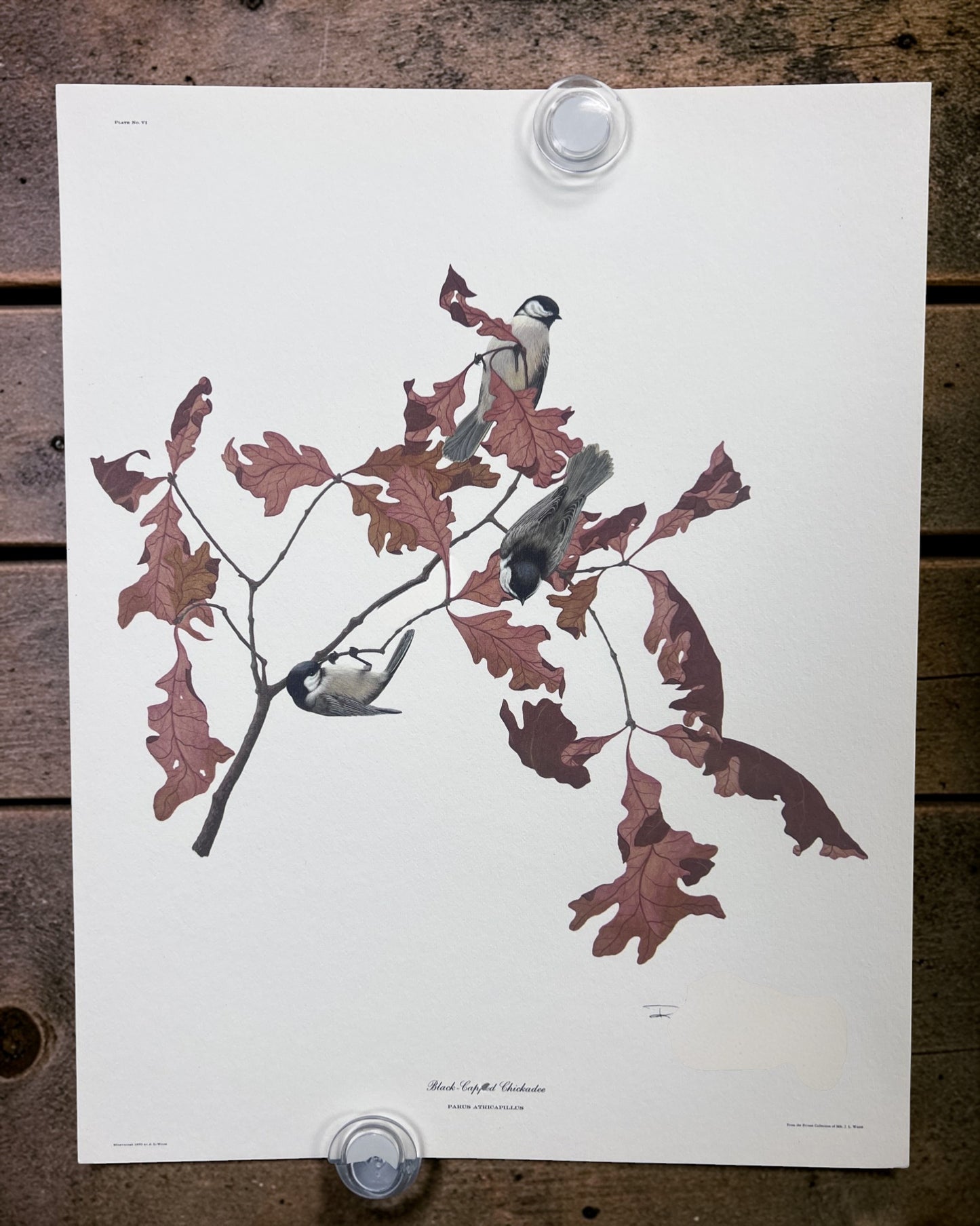 Art & Collectibles > Prints > Lithographs - 5 Richard Sloan Bird Prints (11x14) Wildlife Wall Art, Purple Martin, Oriole b...