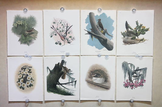 Art & Collectibles > Prints > Lithographs - 8 Richard Sloan Bird Prints (11x14) Wildlife Wall Art, Roadrunner, Mockingbird...