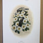 Art & Collectibles > Prints > Lithographs - 8 Richard Sloan Bird Prints (11x14) Wildlife Wall Art, Roadrunner, Mockingbird...