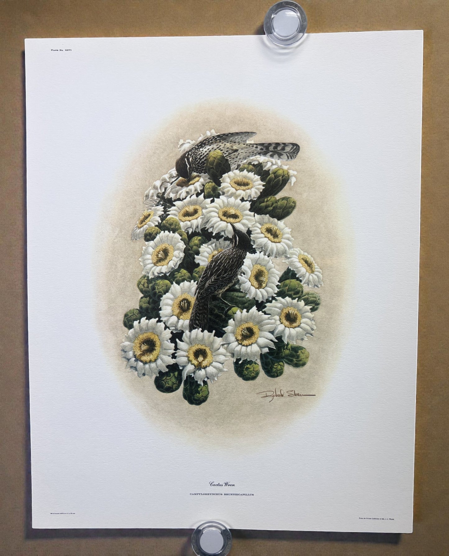 Art & Collectibles > Prints > Lithographs - 8 Richard Sloan Bird Prints (11x14) Wildlife Wall Art, Roadrunner, Mockingbird...