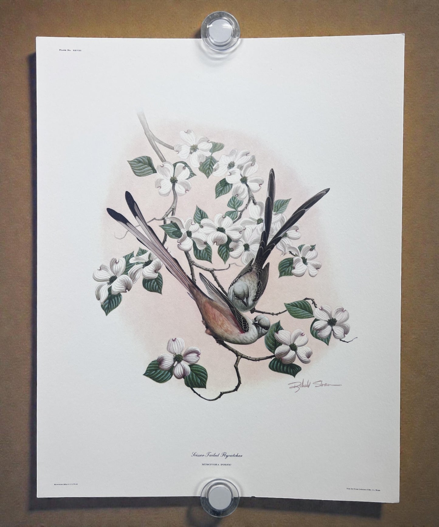Art & Collectibles > Prints > Lithographs - 8 Richard Sloan Bird Prints (11x14) Wildlife Wall Art, Roadrunner, Mockingbird...