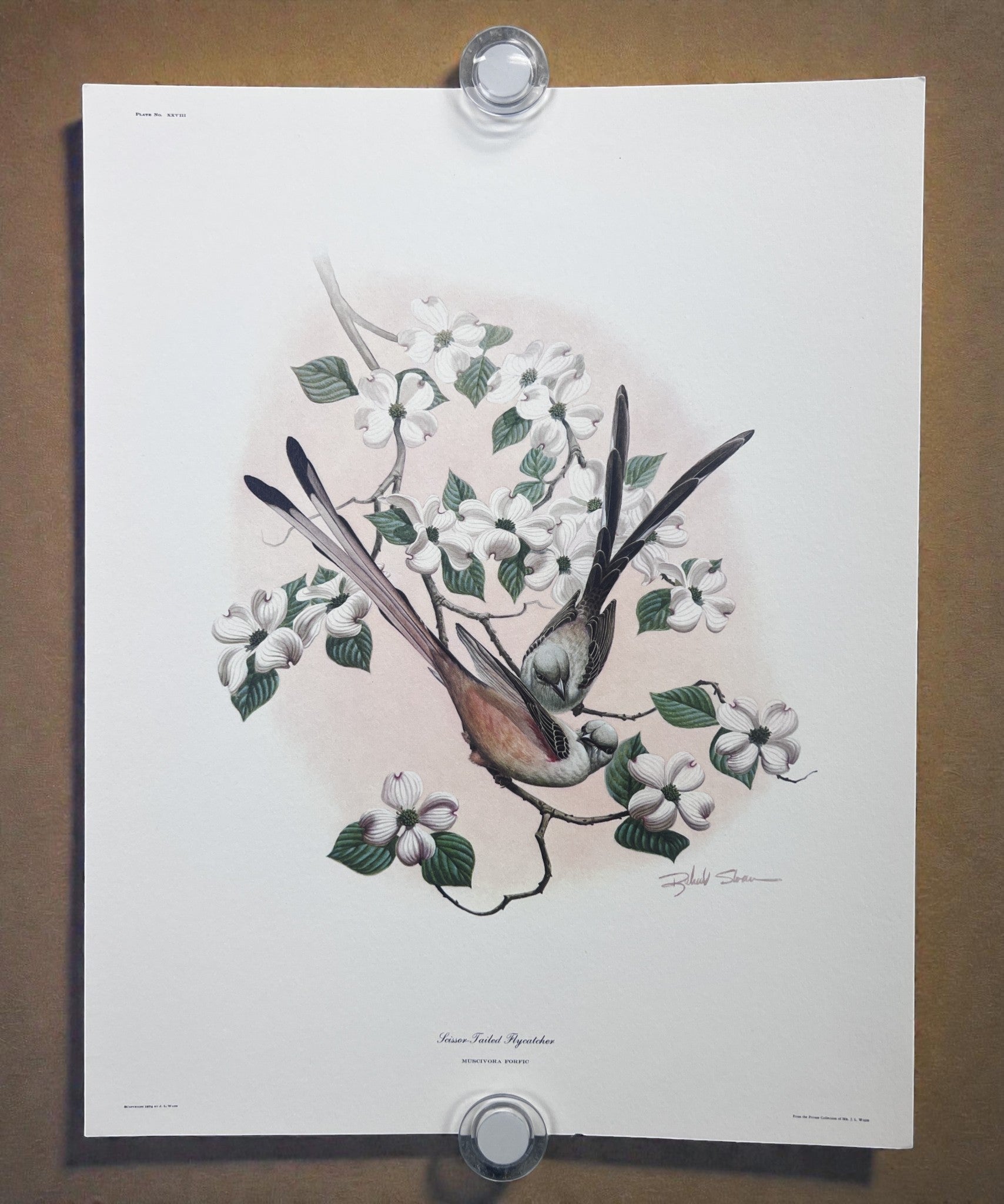 Art & Collectibles > Prints > Lithographs - 8 Richard Sloan Bird Prints (11x14) Wildlife Wall Art, Roadrunner, Mockingbird...