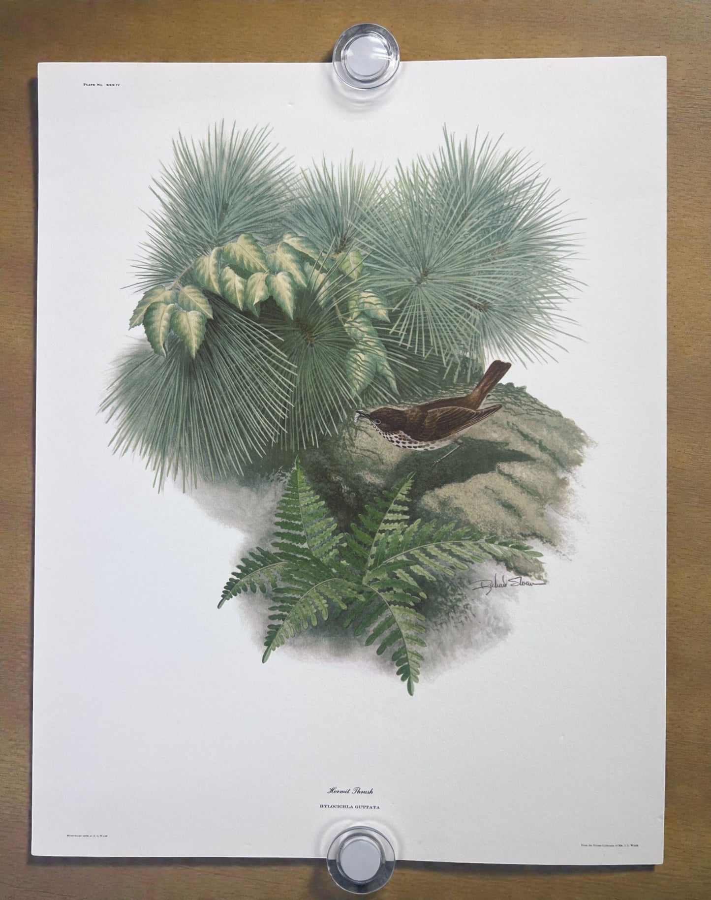 Art & Collectibles > Prints > Lithographs - 8 Richard Sloan Bird Prints (11x14) Wildlife Wall Art, Roadrunner, Mockingbird...