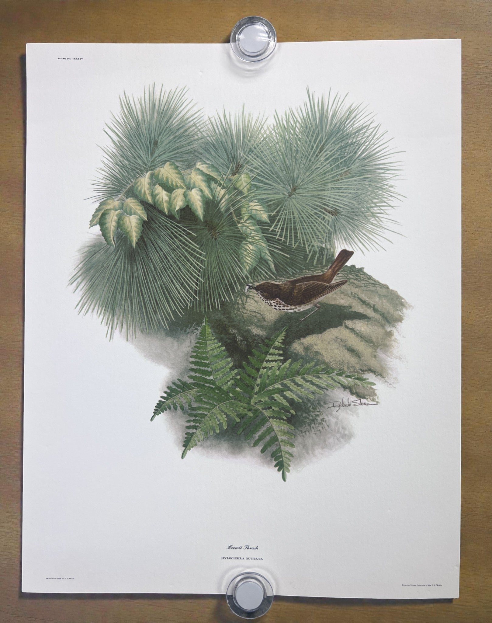 Art & Collectibles > Prints > Lithographs - 8 Richard Sloan Bird Prints (11x14) Wildlife Wall Art, Roadrunner, Mockingbird...