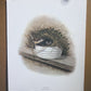 Art & Collectibles > Prints > Lithographs - 8 Richard Sloan Bird Prints (11x14) Wildlife Wall Art, Roadrunner, Mockingbird...