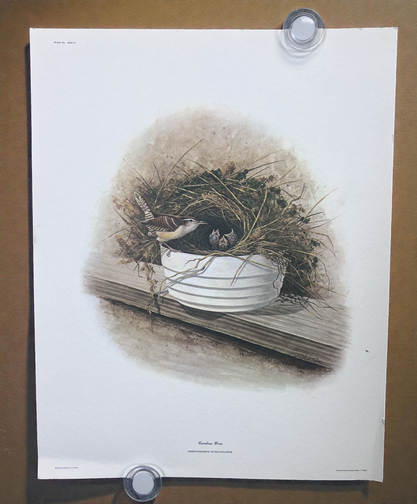 Art & Collectibles > Prints > Lithographs - 8 Richard Sloan Bird Prints (11x14) Wildlife Wall Art, Roadrunner, Mockingbird...