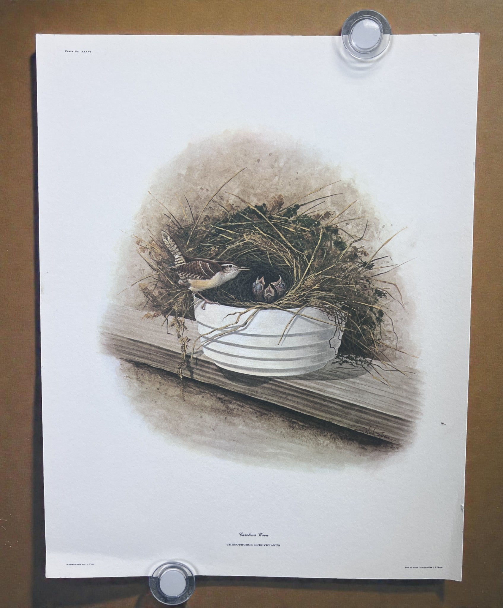 Art & Collectibles > Prints > Lithographs - 8 Richard Sloan Bird Prints (11x14) Wildlife Wall Art, Roadrunner, Mockingbird...