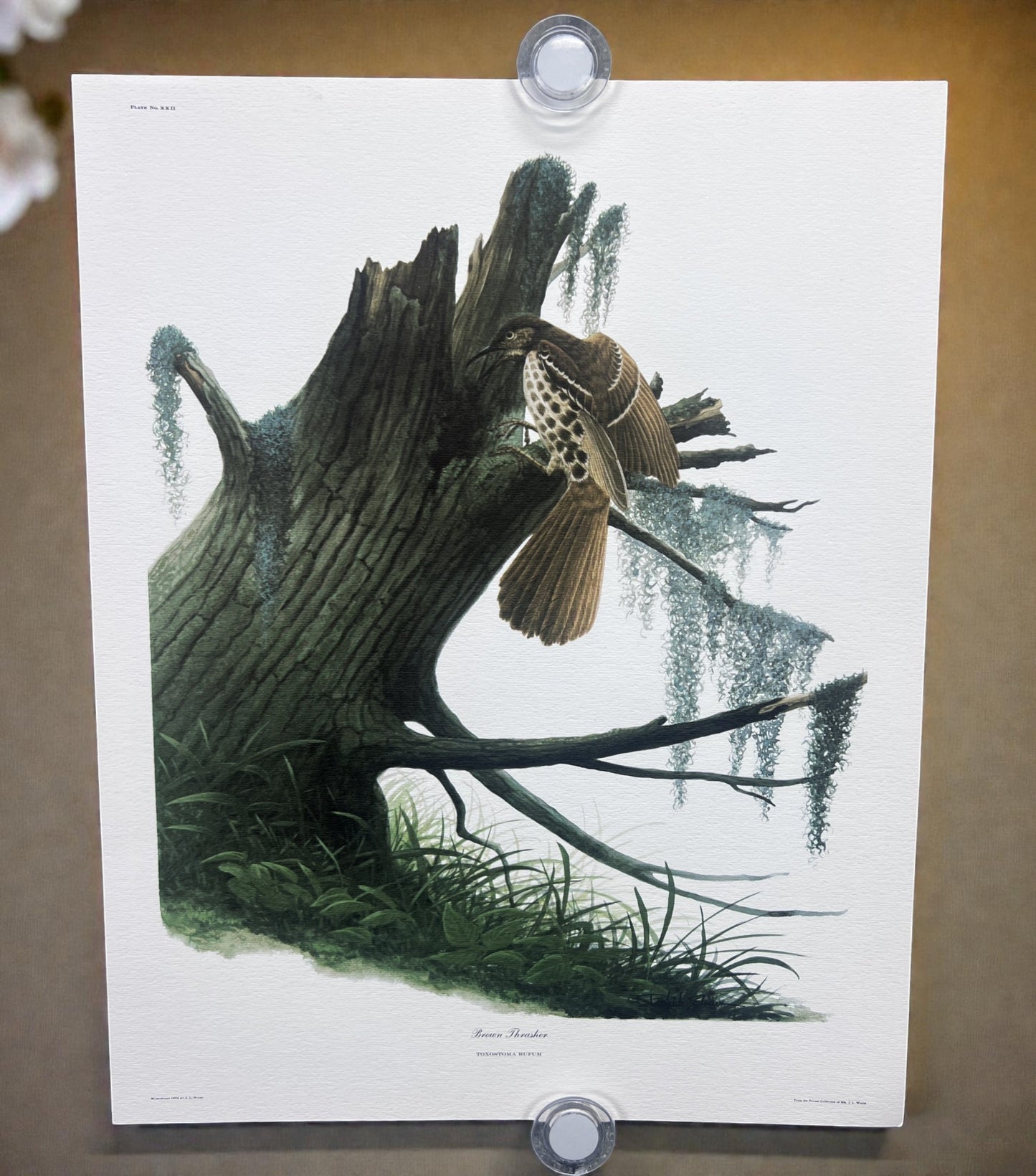 Art & Collectibles > Prints > Lithographs - 8 Richard Sloan Bird Prints (11x14) Wildlife Wall Art, Roadrunner, Mockingbird...
