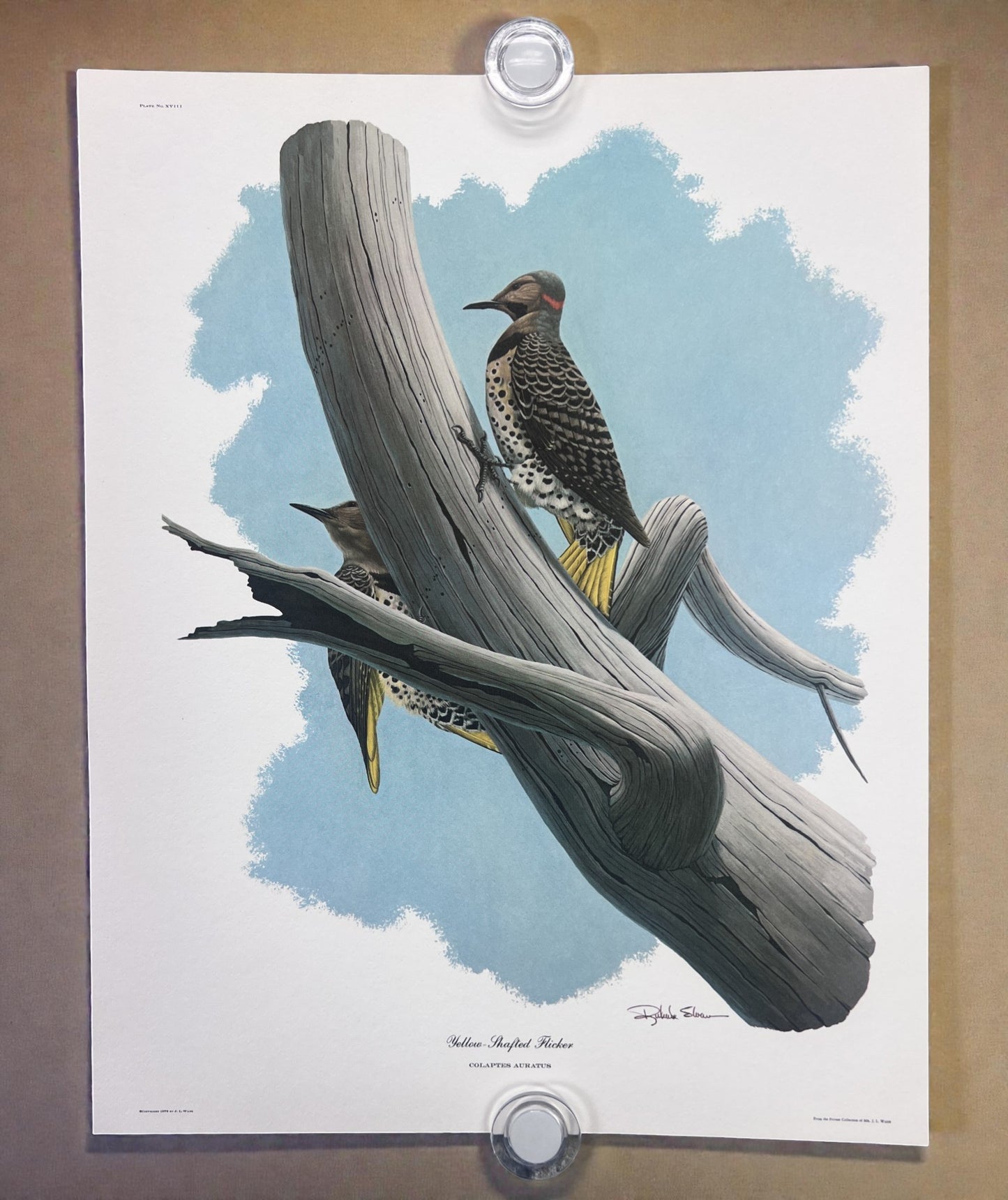 Art & Collectibles > Prints > Lithographs - 8 Richard Sloan Bird Prints (11x14) Wildlife Wall Art, Roadrunner, Mockingbird...